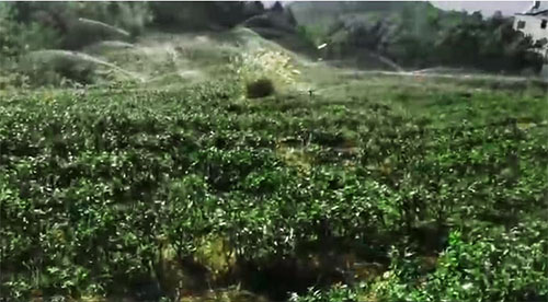 六盤水茶園麻豆精品国产综合項目