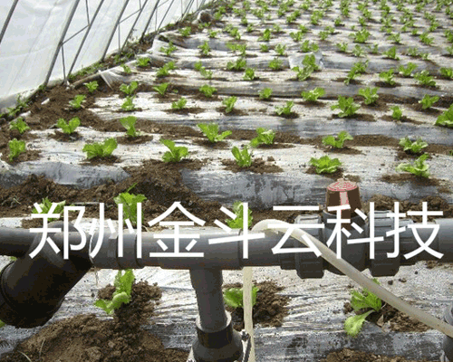 山東壽光大棚青菜麻豆精品国产综合工程